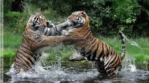 Tigers Sparring in Martial Arts
